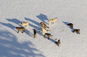 Recent killings of Yellowstone wolves by hunters ‘a significant setback,’ park officials say