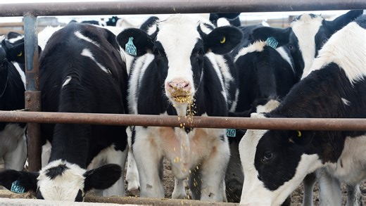 Gassy cows rival oil industry's climate impacts