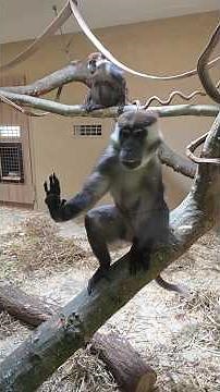Affenhaus in Karlsruhe #zoo #animals #germanytourism #affen #apes