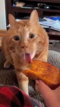 なんて可愛くて面白い猫たちなんだ🥰#にゃんこ #子猫 #猫との暮らし #ペット動画 #癒し動物 #もふもふ猫 #かわいい猫