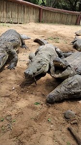 581K views · 3.6K reactions | Feeding Tons of Crocodiles in South Africa! #crocodile #africa #reptiles | Wild Charles | Facebook