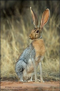 Antelope jackrabbit - Alchetron, The Free Social Encyclopedia