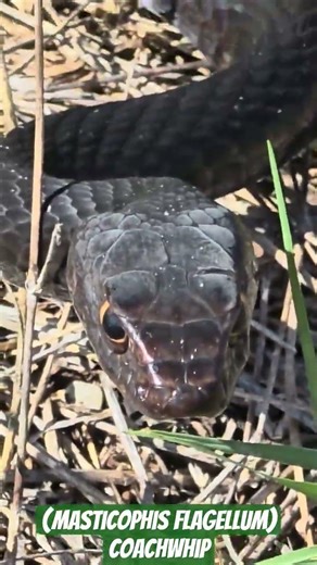 Masticophis flagellum, The Coachwhip!!! #florida #snake #reptiles #fyp #sandhills