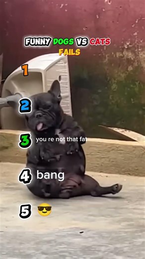 Funny Dogs vs Cats Fails #dog #funny #cat #trending #viral #shorts