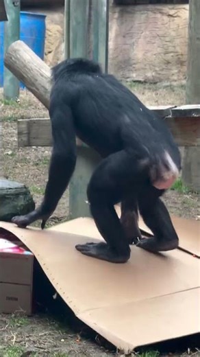 Happy Valentine’s Day and happy World Bonobo Day! 🥳❣️