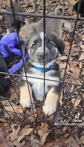 4.6K views · 137 reactions | The Breakfast Club Pups’ first time outside with mom and #foster mom! Apply to #adopt: https://ophrescue.org/dogs | Operation Paws for Homes | Facebook