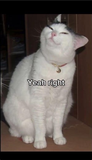 WHAA #dailymemesddm #cat #catmemes #memes #fyp #meme #foryou #funny #catphotos #mars #garfield #whaa