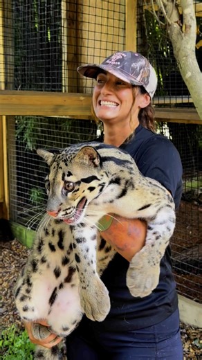 We absolutely LOVE clouded leopards here and we know you guys LOVE them too. If you want to make a difference and show your support consider donating to their direct care and conservation efforts in the wild . Our donation link is in our bio and donation link for FCF is below 🥰 https://www.felineconservation.org/donate/ #projectneofelis #xtremeexoticswildlifefoundation #ProtectWildlife #zookeeper #animalhumanbond #xtremeexotics #zootok #conservation #sweetpeasumiandmaverick #sweetpeaandsumi #zo