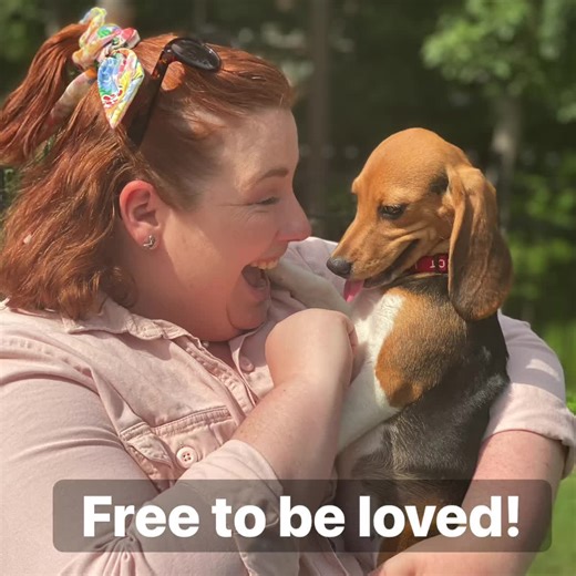 Please enjoy these beautiful moments from our rescue of 15 beautiful beagle girls who came from Envigo. Watch as they take their first steps of freedom and gleefully romp in the grass together for the first time.❤️ 🐶Thank you so much to all of our staff, volunteers and foster families for being there. You made this rescue so very special. #beaglefreedomproject #beaglefreedom #endanimaltesting #freethebeagles #beagle | Beagle Freedom Project