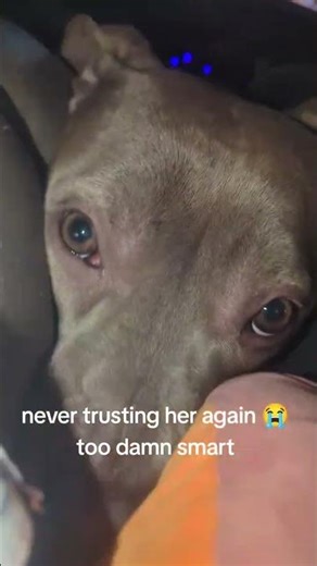 @ari.bizzari: I dropped a chicky nug earlier thought our dog without allergies grabbed it #dog