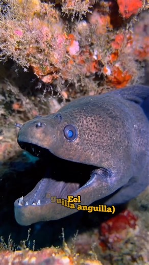 Electric Eel (Ele Fish)#shorts #shorts #ElectricEel #EleFish #AmazingNature #WildlifeFacts #Danger