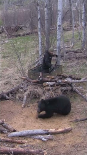 Bear Bow Hunting From Close Range #bear #bowhunting