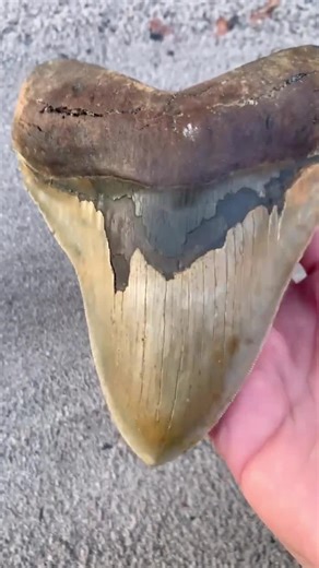 5.8 Inch Megalodon Shark Tooth Fossil – Authentic, No Repair Meg Teeth - Etsy