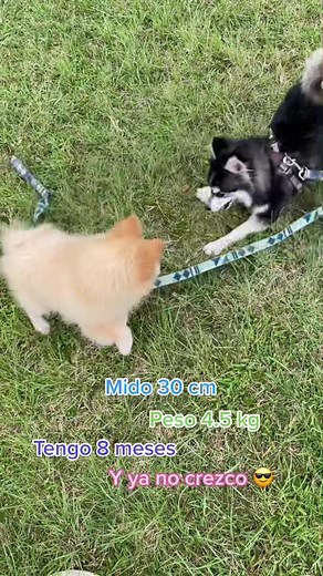 Pomsky: El encantador cruce de Pomerania y Husky