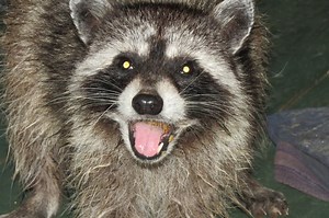 Rabid Raccoon Attacks Dog In Gaithersburg: City Officials