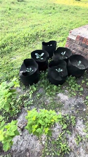 Planting these raspberry bushes in the ground