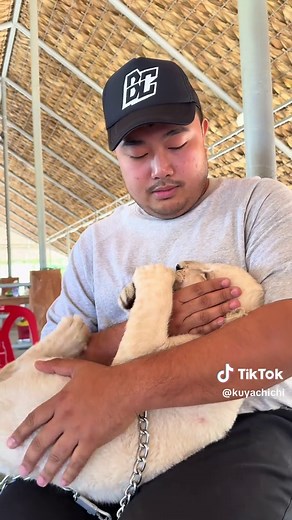 Adorable Baby Lion Roars with Playfulness