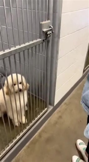 Emotional Shelter Dog Rescue Story Unfolds