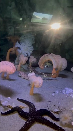Alien Creatures of the Deep Ocean? 🌊 LIVE Aquarium Stream