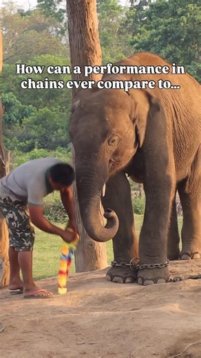 rescue unit on Instagram: "Elephant performances still happen for one reason: demand. In the U.S., elephants are still touring with traveling circuses. Across Asia, they’re still painting pictures and “blessing” tourists. In zoos worldwide, many still live in isolation. This won’t change until more people understand the reality behind the tricks. Share this message to help raise global awareness, and follow for more ways to advocate for performing elephants. 🐘 And follow for more moments of rea