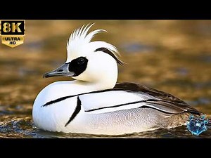 🦆✨ 12 of the World's Most Beautiful Ducks – The Last One Is Simply Majestic! 🏞️💙 #BeautifulDucks ...