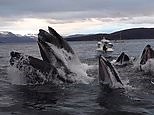 Stunning slow-motion of humpback whales catching fish in Norway
