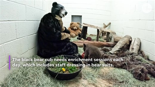 2.9K views · 19 reactions | The San Diego Humane Society is caring for the youngest cub in their history, an approximately 2-month-old black bear cub abandoned by its mother. | TCPalm | Facebook