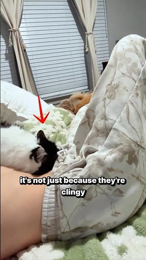 Why Do Cats Lay on You? 🐱 (The Real Reason!) #shorts