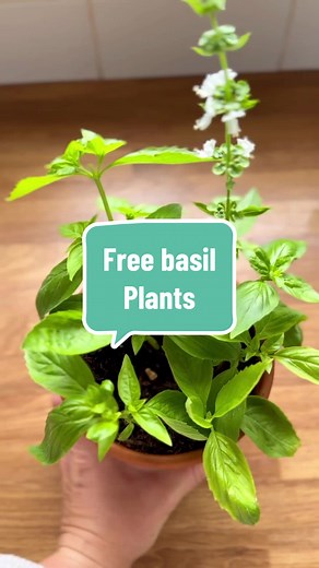 Don’t throw away your basil stems, grow free plants! Basil is usually treated as a annual short lived herb that you need to re sow regularly if you want a continuous supply so this is a great way to get a few extra plants to keep you supplied with basil. As with all herbs pinching the tips out rather than picking off individual leaves will get the plant to produce side shoots and keep it producing leaves rather than flowers for longer. You can also take cuttings from existing basil in the same w