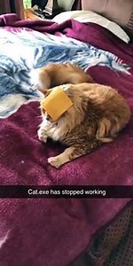 Cat Can't Handle Cheese Slice on Face