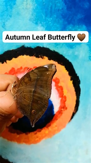 Autumn Leaf Butterfly is a nymphalid butterfly found in South Asia, Southeast Asia, and Australasia. In Australia it is also known as the leafwing. 癩 #fypシ #naturelovers #insects #touristattraction #butterflygarden #everyonefollowers #chadavalencia #fypシ゚viralシ #valenciatourism #dumaguetetourism | ArtFlies Butterfly Garden | Facebook