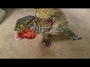 Nile monitor feeding and info session.