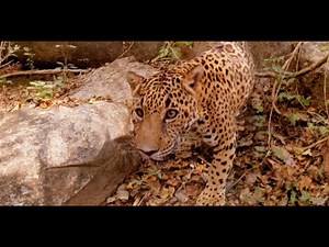 In the Presence of Animals - 3D 360