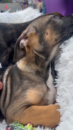 PACC911 Adoptathon Corso Mastiff puppies 10-12 weeks 🐾 AZ Mastiff Rescue 📍 Phoenix, Arizona 🖤 Fill out an application at: www.azmastiffrescue.com 📧 Our adoption coordinator will be in touch ASAP #azmastiffrescue #pacc911partner #rescuedismyfavoritebreed #adoptdontshop #mastiff #englishmastiff #canecorso #giantbreed #dougedebordeaux #droolhappens #phoenixarizona | AZ Mastiff Rescue