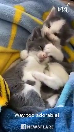 Baby kittens cuddling on warm blanket 🥰😍 | MetDaan Animals