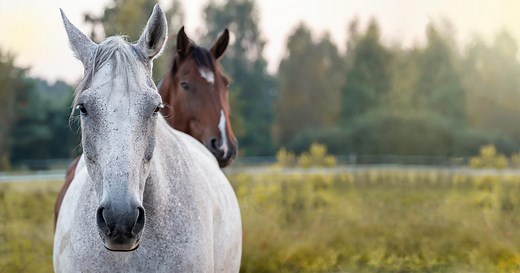 Comment choisir la race de son cheval ?