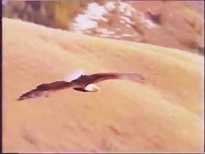 Univision Network Id Flag 2002