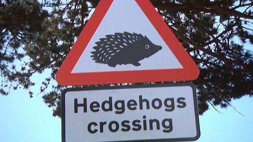 Why did the hedgehog cross the road? In a bid to help the species cross more safely, new road signs have been unveiled in England. Datshiane Navanayagam went to check them out. Hedgehogs #Hedgehog | Channel 5 News