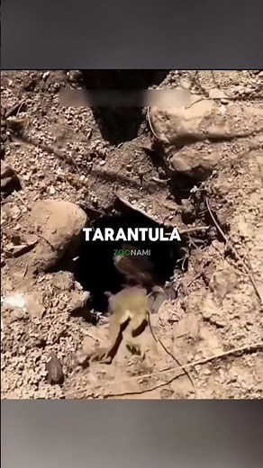 This Spider Keeps a Pet Frog