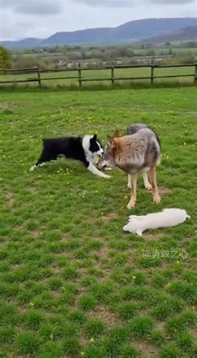 The smart Border Collie knows strength lies in numbers! #animals