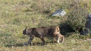 38K views · 2K reactions | A glimpse into the life of a lynx, spotted near the San Juans. Did you know that while most cats display their moods by moving their tails, a lynx indicates its mood using its long, black ear tufts? A lynx’s tail is just too short! Video captured by Justin Tabeling | Colorado Parks and Wildlife | Facebook