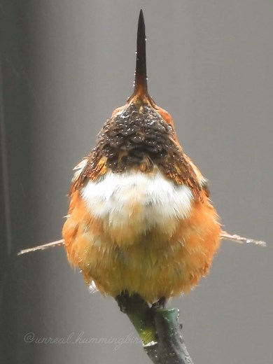 Embracing it all ☺️ #hummingbirds #nature