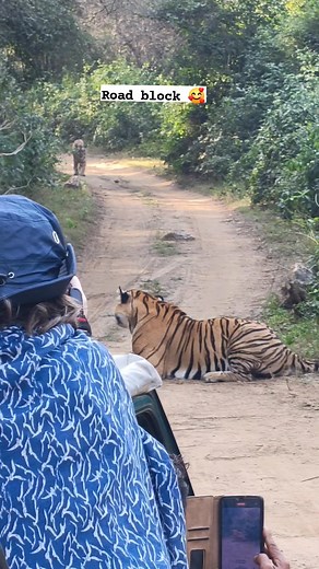 278K views · 4.7K reactions | Two tigers came in front of the gypsy and blocked the way.殺殺 #naturelovers #hunting #tiger #sariska #wildlife #nature #highlights | Yash sariska wildlife | Facebook