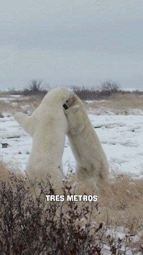El oso polar, elcarnívoro terrestre más grande del mundo. 🐻‍❄️🌎 El oso polar es considerado oficialmente el carnívoro terrestre más grande del planeta. Puede medir hasta 3 metros cuando se pone de pie sobre sus patas traseras y alcanzar un peso de hasta 800 kilogramos 🐻‍❄️. Es un excelente nadador y cuenta con un notable camuflaje que le permite mezclarse perfectamente con la nieve. Por su parte, el oso kodiak rivaliza por el título del carnívoro terrestre más grande, pero de forma oficial es