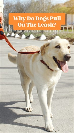 Sarah Hodgson on Instagram: "Why does your dog pull on the leash? 🐾 It is probably the one question I get asked the most. But here is the secret, it’s not just them “being stubborn,” it’s something called the freedom reflex. All mammals have it (even us!). When pressure is applied like a tight leash or a sudden tug, the instinct is to pull away. Think about it: if someone grabbed your arm and yanked, you wouldn’t like it either. You’d pull back, maybe even avoid them next time. That’s exactly w