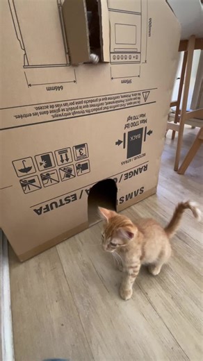 Casa de Dos Pisos para Michi y Lima