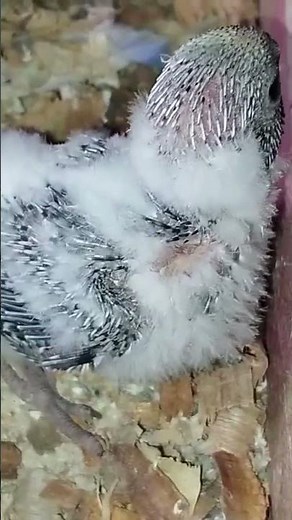 cutest 16-day old parakeet ever!🐥 #parakeet #babyparakeet #birdshorts #petbirds #short