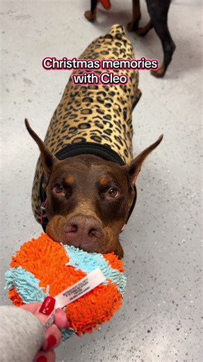 The gift that keeps on giving back 🫢🥲 #dogs | dogs opening christmas gifts