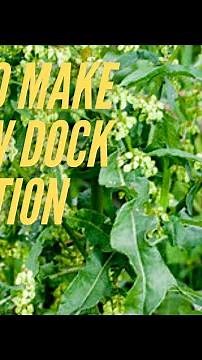Yellow Dock Root (Rumex Crispus) - How to Make Yellow Dock Decoction Tea for Anemia/ Herbal Medicine