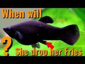 When Will Your Pregnant Female Molly drop her fries? signs your molly fish is about to give birth